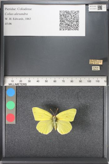 Media type: image;   Entomology 123874